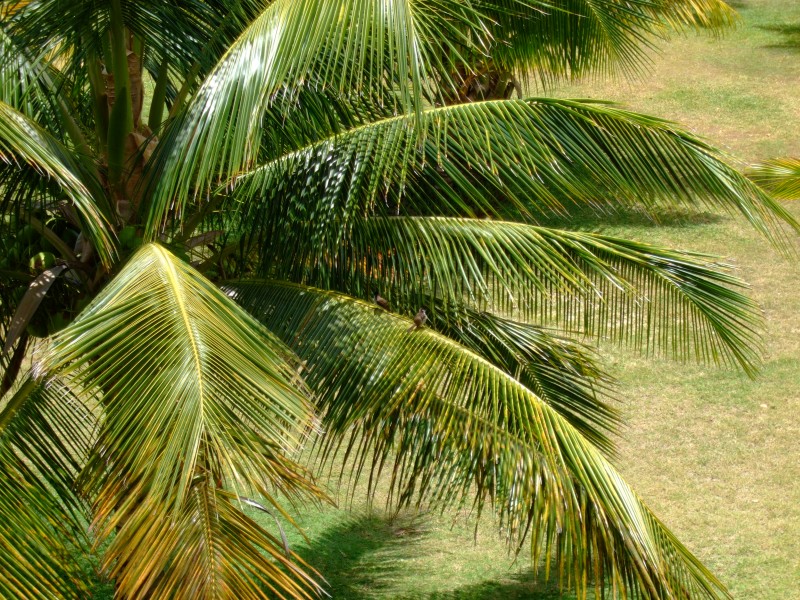 Mauritius 2010 - 0118 